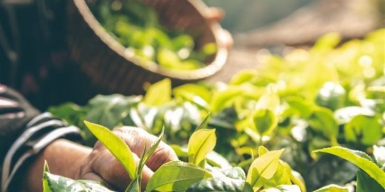 حمایت از پژوهشها برای توسعه صنعت گیاهان دارویی شتاب گرفت