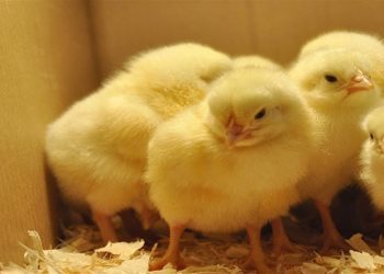 دلالی قیمت جوجه یک روزه را ۲.۵ برابر کرد