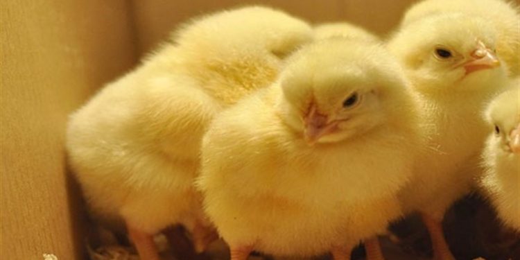 دلالی قیمت جوجه یک روزه را ۲.۵ برابر کرد