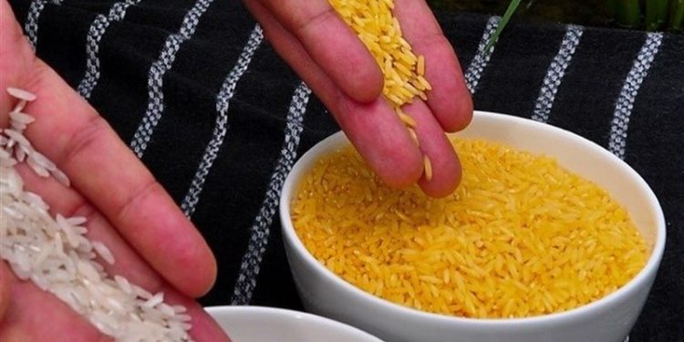 تهیه شناسنامه ژنتیکی برای ۲۰۰ رقم برنج تجاری دنیا توسط شرکت دانش‌بنیان ایرانی
