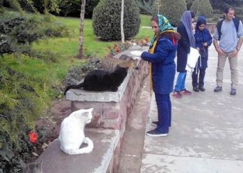 اظهارات جنجالی نماینده مجلس درباره نگهداری حیوانات خانگی/ جلوی آن را می‌گیریم!